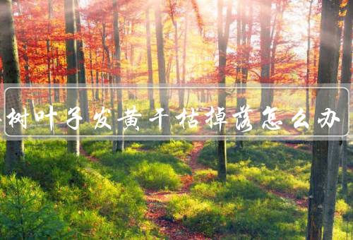 平安树叶子发黄干枯掉落怎么办，浇水／施肥／病虫害防治