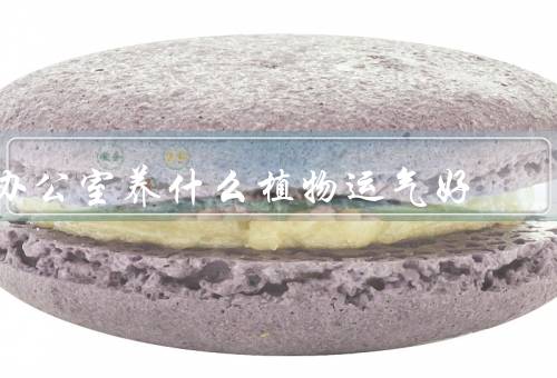 办公室养什么植物运气好（绿萝、吊兰、常春藤）