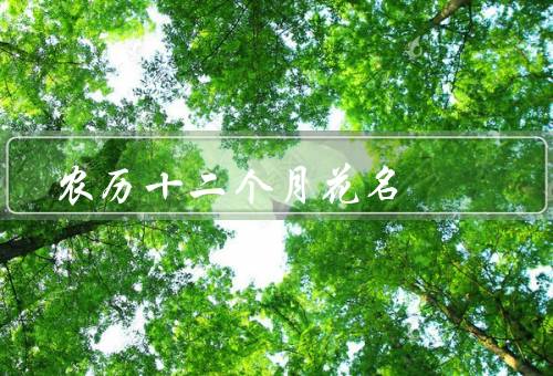 农历十二个月花名，杏花／梅花／桃花