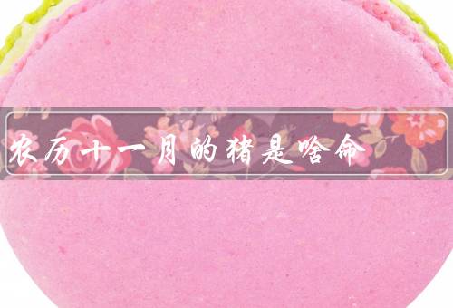 农历十一月的猪是啥命（聪明才智、勤劳与吃苦耐劳、善良和乐观）