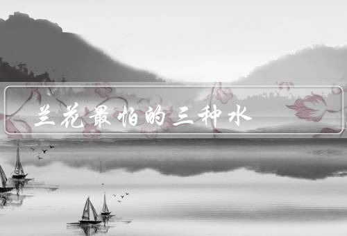 兰花最怕的三种水（盐水／氯水／硬水）