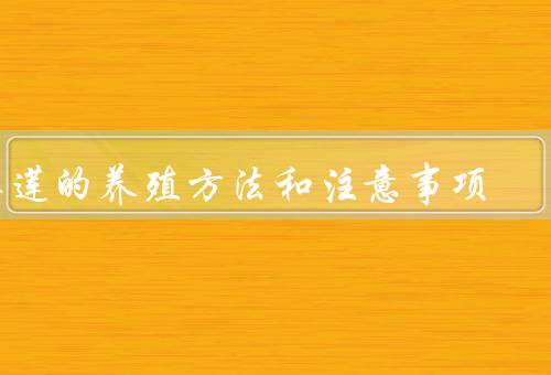 睡莲的养殖方法和注意事项，选择合适的品种／提供适宜的生长环境
