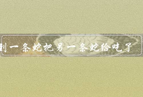 梦到一条蛇把另一条蛇给吃了，蛇的象征意义／力量的转变