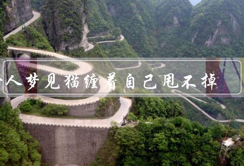 女人梦见猫缠着自己甩不掉（梦象解读、情感释放、自我成长）