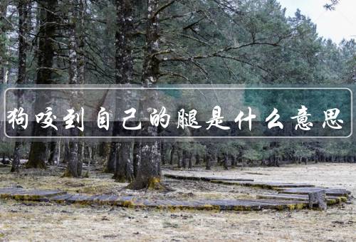 梦到狗咬到自己的腿是什么意思，梦境中的狗咬腿／内心的焦虑和压力