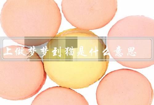 晚上做梦梦到猫是什么意思