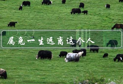 属兔一生远离这个人，过于敏感、情绪化、容易受伤