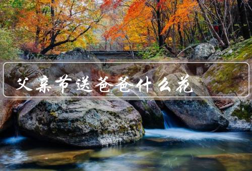 父亲节送爸爸什么花