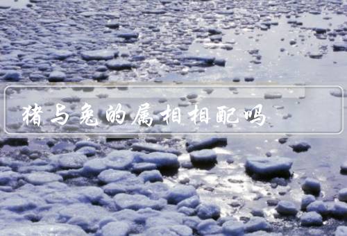 猪与兔的属相相配吗，特点／兔的特点／与兔的相处