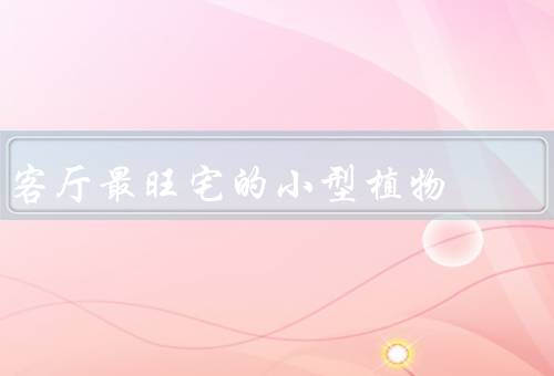 客厅最旺宅的小型植物