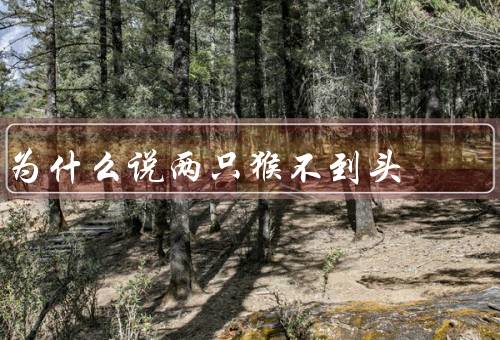 为什么说两只猴不到头，好奇心强／争夺欲望强烈／缺乏合作意识
