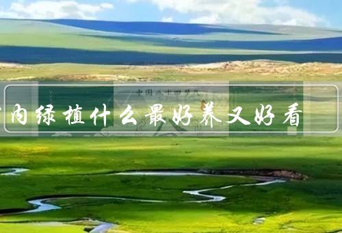 室内绿植什么最好养又好看（仙人掌／铁树／吊兰）
