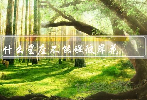 什么星座不能碰彼岸花，巨蟹座／天蝎座／双鱼座