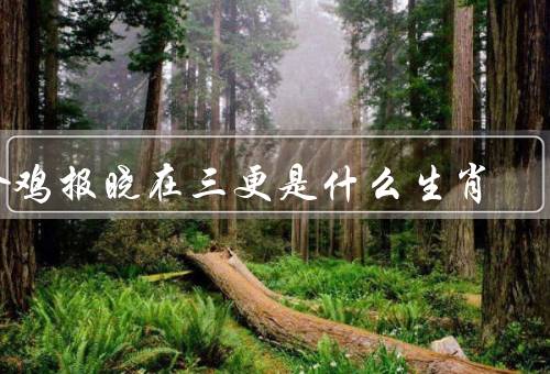 金鸡报晓在三更是什么生肖（报晓的传说／象征意义／生肖的特点）