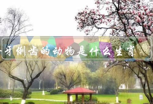 伶牙俐齿的动物是什么生肖，狗（属狗的生肖）／猫（属虎的生肖）