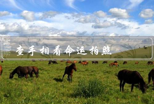 查手相看命运拍照（含义／解读／应用）