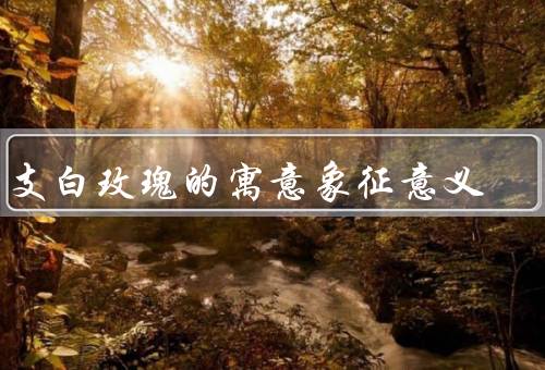一支白玫瑰的寓意象征意义，纯洁与无暇／高尚与高贵／守信与承诺