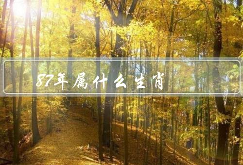 87年属什么生肖，特点、运势、爱情和家庭