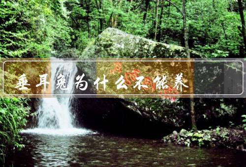 垂耳兔为什么不能养，健康问题／繁殖难题／特殊需求
