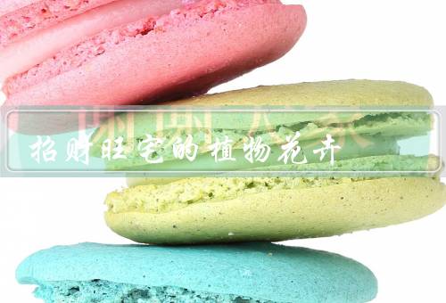 招财旺宅的植物花卉（富贵竹、招财进宝、吊兰）