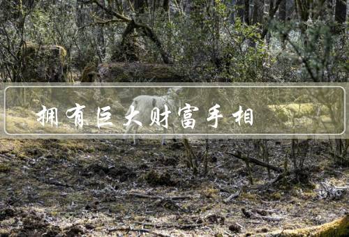 拥有巨大财富手相，富贵之相／天赋之相／成功之相