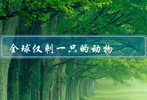 全球仅剩一只的动物，唯一的幸存者／保护行动／未来展望