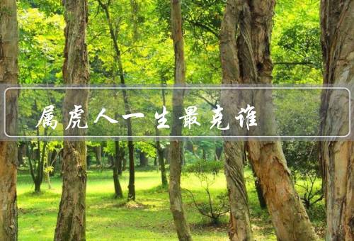 属虎人一生最克谁（事业／感情／健康）