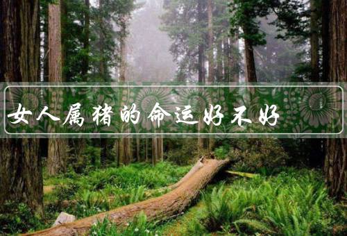 女人属猪的命运好不好，聪明才智、家庭幸福、人际关系
