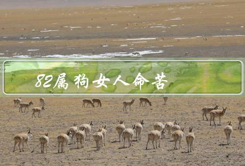 82属狗女人命苦（感情运不顺、事业发展慢、健康状况不佳）