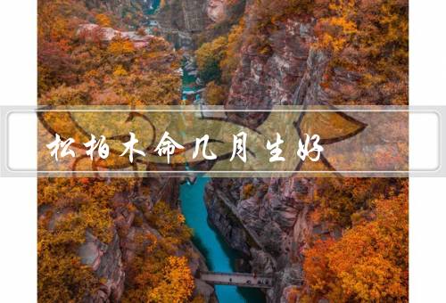 松柏木命几月生好，生长状况／适宜生长月份／其他注意事项