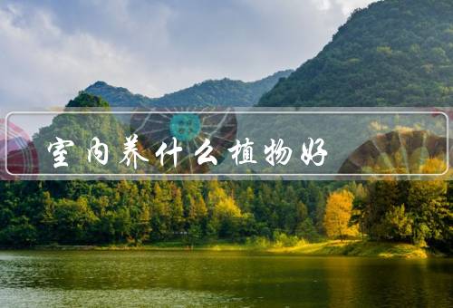 室内养什么植物风水好，绿萝／吊兰／富贵竹