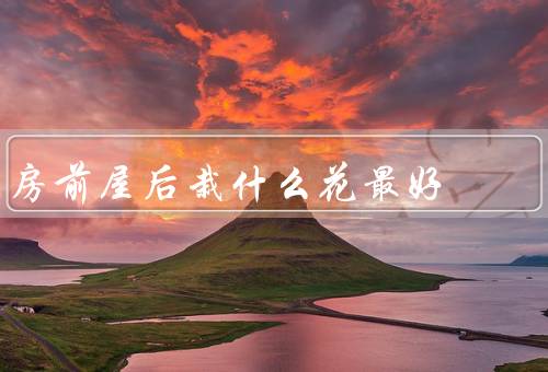 房前屋后栽什么花最好，花坛的选择／阳光和水分需求／季节和花期