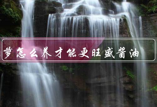 绿萝怎么养才能更旺盛酱油（光照／温度和湿度／水分管理）