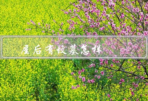 屋后有坟墓风水怎样，影响家庭运势／身体健康的影响