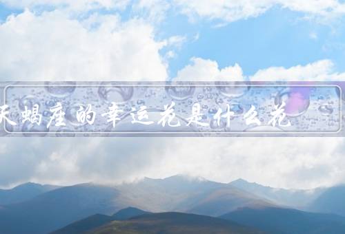 天蝎座的幸运花是什么花（象征意义／与天蝎座契合／养护方法）