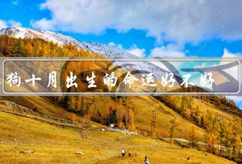 属狗十月出生的命运好不好（勤奋努力／智商高／正义感强）