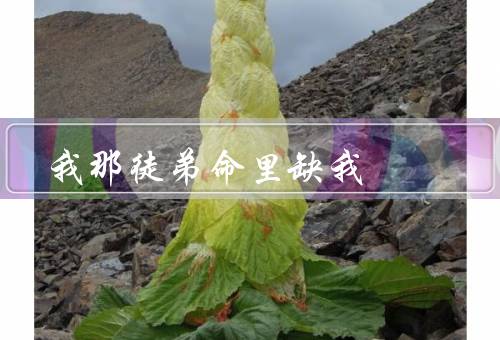 我那徒弟命里缺我（迷茫的人生／错失的机遇／缺少的指导）