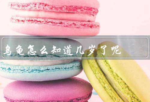 乌龟怎么知道几岁了呢，乌龟壳的年轮、乌龟的体型和体重