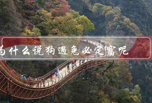 为什么说狗遇兔必定富呢（勤劳的象征、机遇的到来、积极的态度）