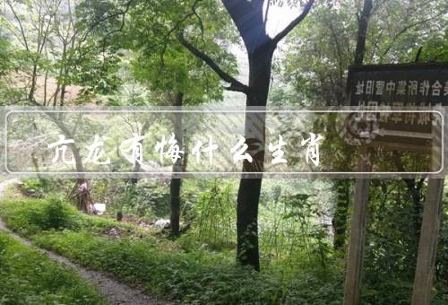 亢龙有悔什么生肖（鼠／马／猪）