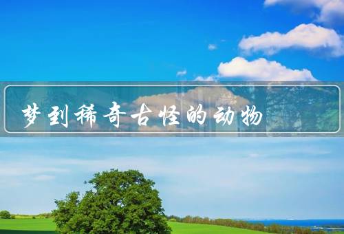 梦到稀奇古怪的动物，翅膀兔／火焰狮／水晶鱼