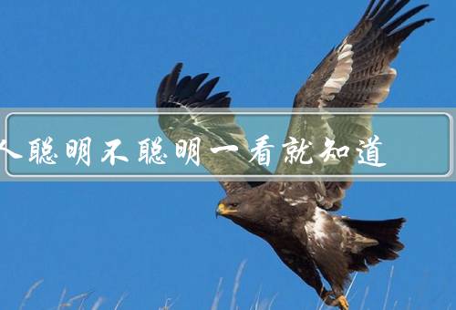 人聪明不聪明一看就知道，观察力、逻辑思维、学习能力
