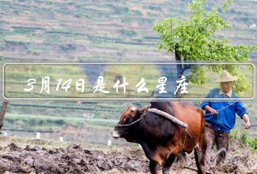 3月14日是什么星座（特点、爱情观、事业发展）