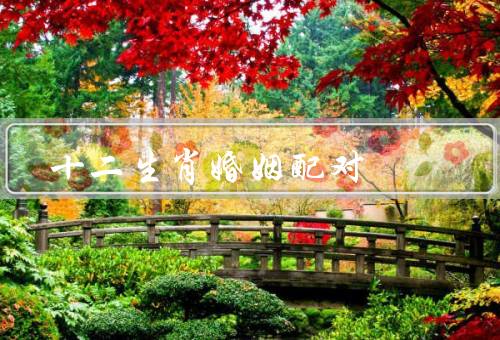 十二生肖婚姻配对（相生相克／性格匹配／兴趣爱好）