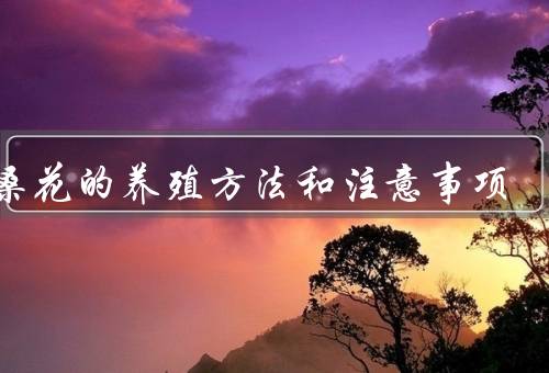 扶桑花的养殖方法和注意事项，基本养殖方法／病虫害防治／注意事项