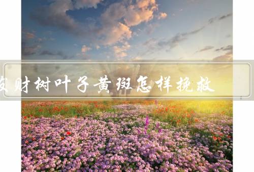 发财树叶子黄斑怎样挽救，黄斑原因／病菌感染／虫害