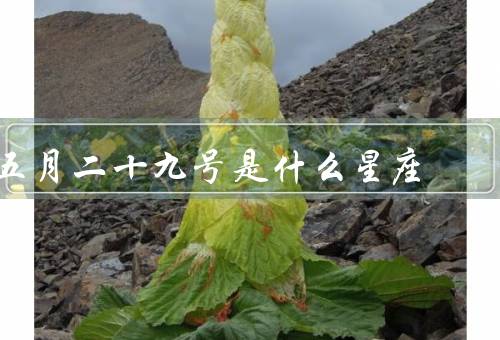 五月二十九号是什么星座